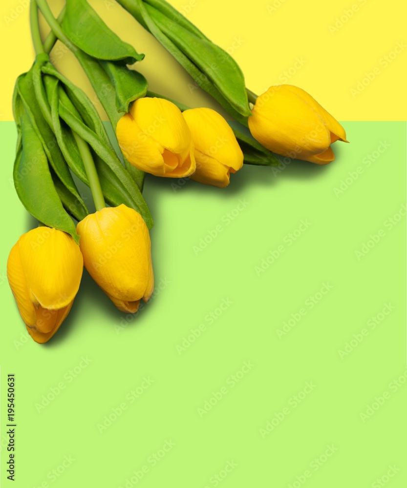 背景上的黄色郁金香