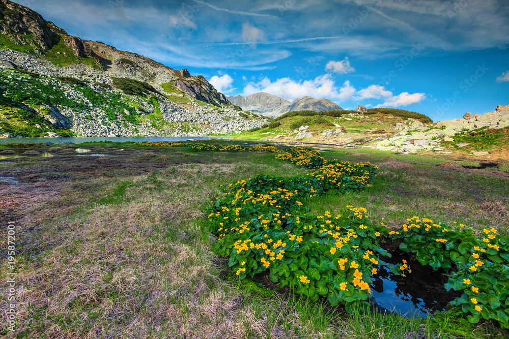 罗马尼亚雷泰扎特山脉，五颜六色的黄色花朵和高山湖泊
