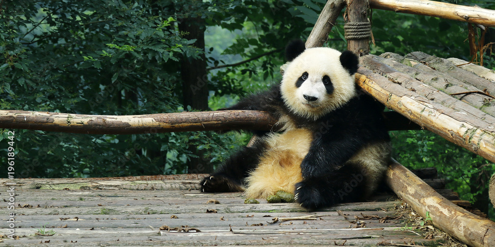 森林中的熊猫
