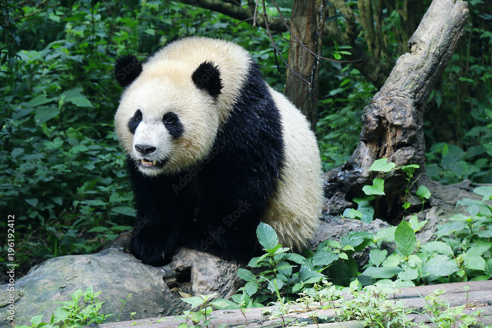 森林中的熊猫