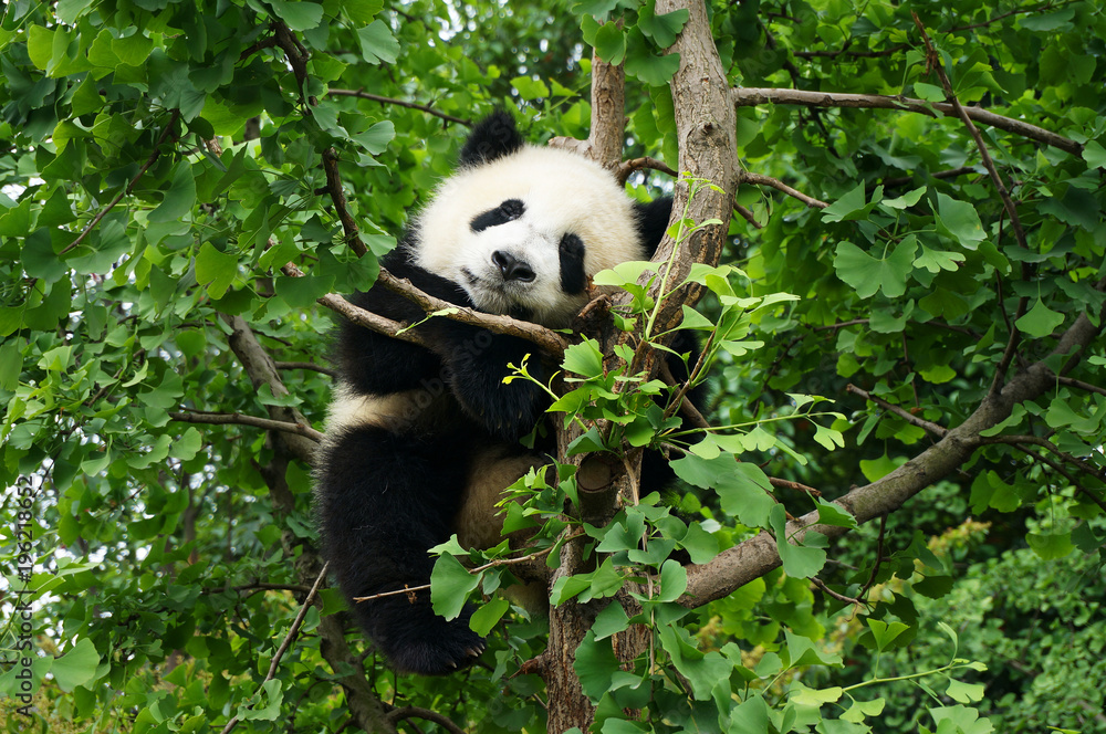 树上的小熊猫