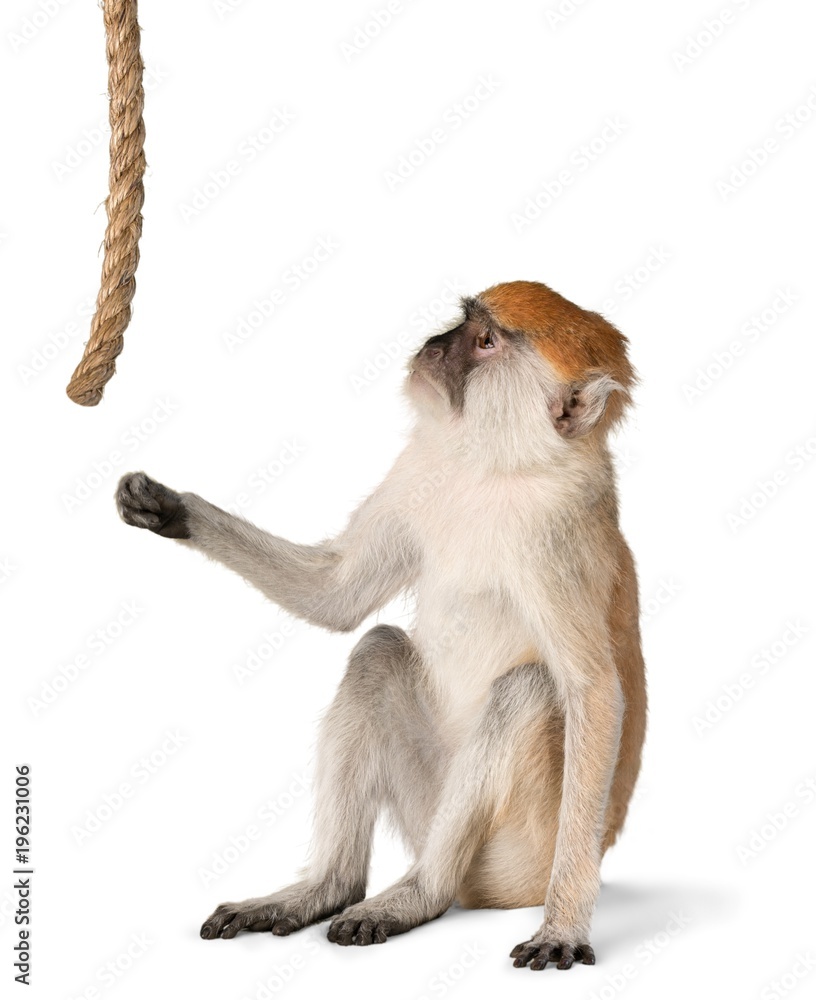猴子玩绳子-与世隔绝