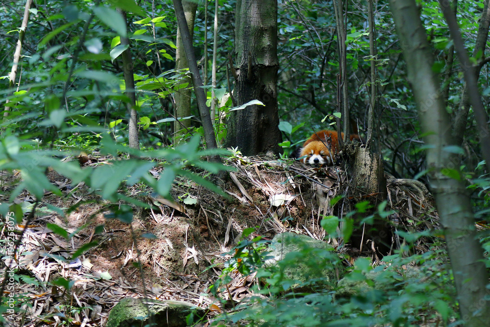 森林中的大熊猫