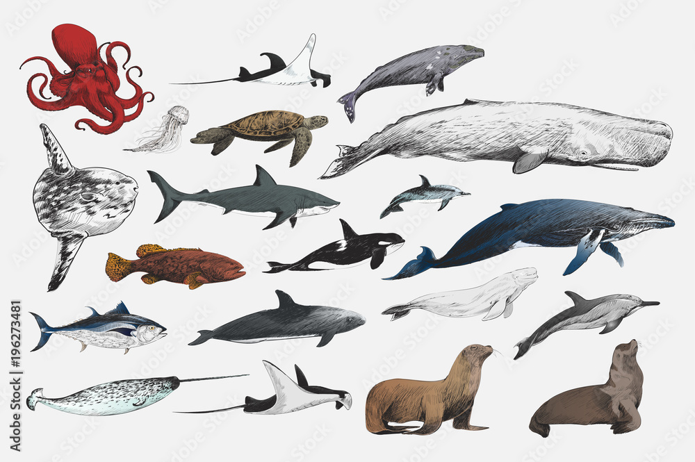 海洋生物收藏插图绘画风格