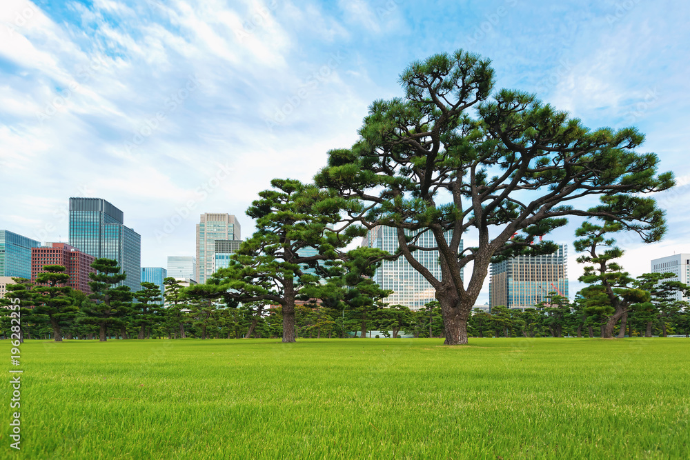 日本东京千代田天皇宫外的松树