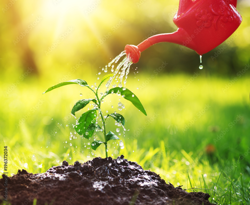 在土壤中浇水。在阳光明媚的日子里，花园里的新芽上总有水滴