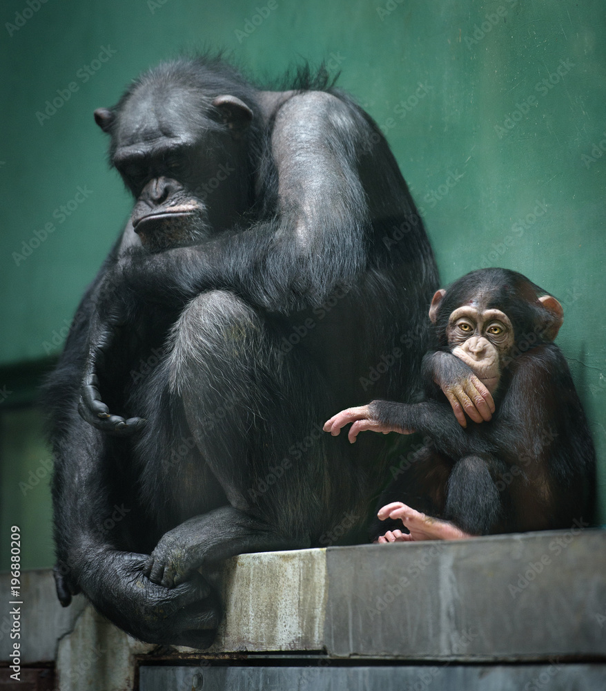 两只成年和年幼的黑猩猩坐在笼子里，脸上露出不开心的表情