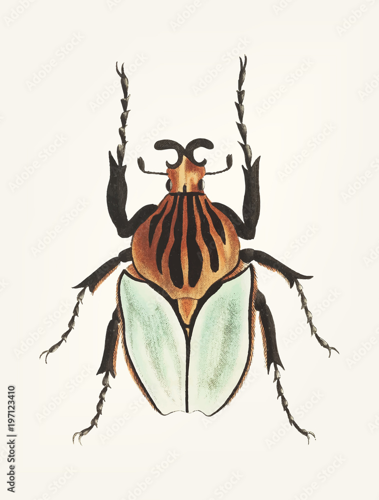 Illustration of an insect