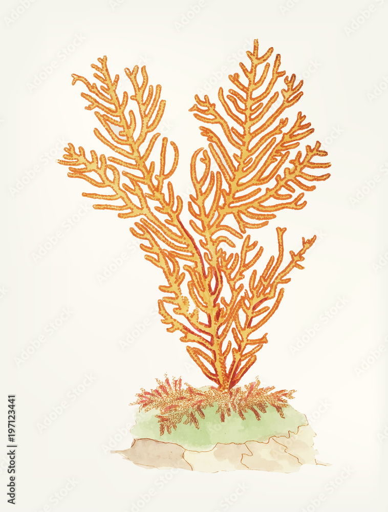 珊瑚插图