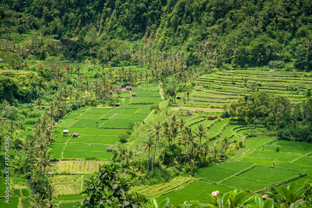印尼巴厘岛阿贡山脚下郁郁葱葱的巴厘稻田。