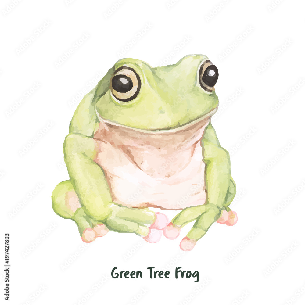 绿色树蛙插图