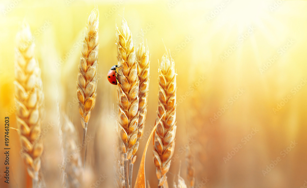 日落阳光下，金色成熟的麦穗和瓢虫在夏天的田野上漫步，特写