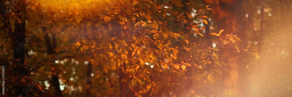树枝上黄色的橙色秋叶
