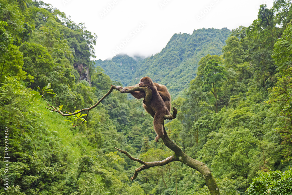 树上的野蛮猴子，野生动物，峨眉山，中国1