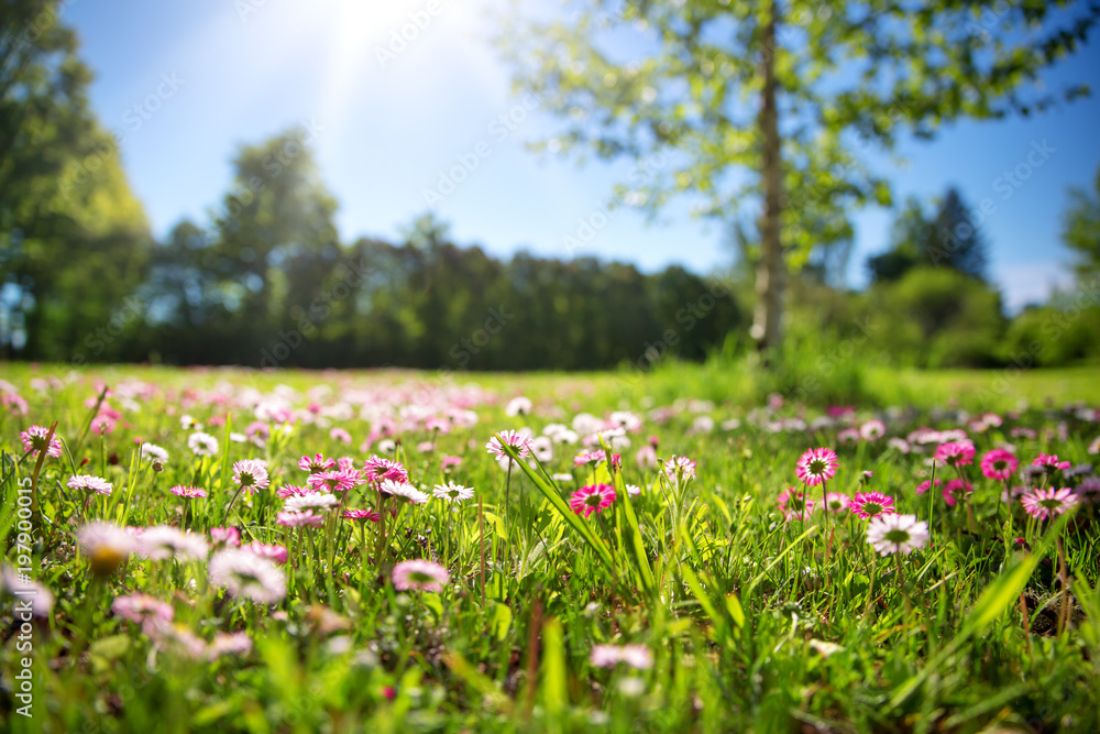 在阳光明媚的日子里，草地上有很多白色和粉色的春天雏菊。爱沙尼亚的自然景观