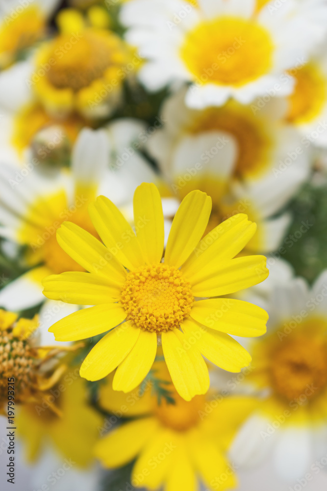 白色和黄色的雏菊在明亮的阳光下开花。
