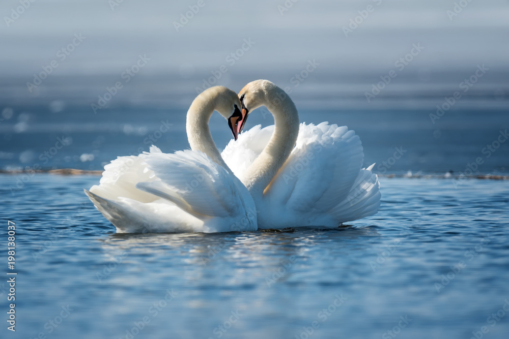 浪漫的两只天鹅，爱情的象征