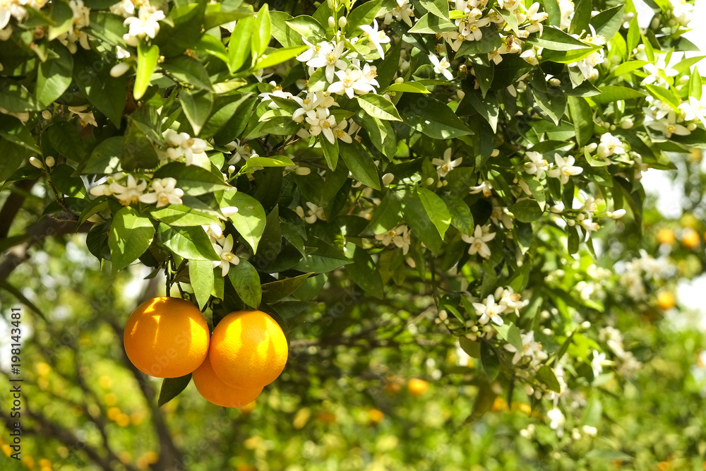当地农产品农场花园树枝上成熟的有机多橙色果实特写。Tangeri