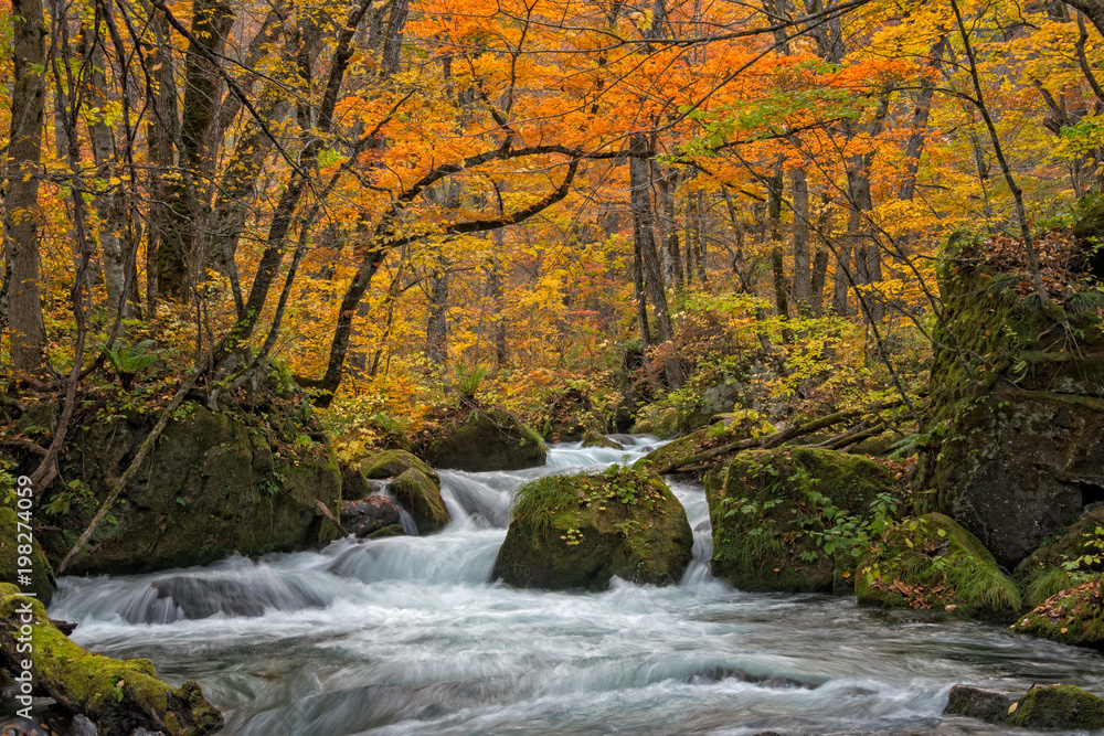 秋季的Oirase溪。