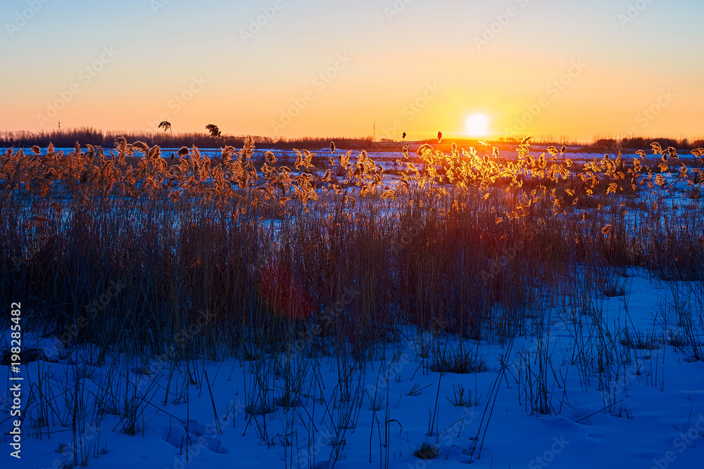 芦苇地在冬天日出。