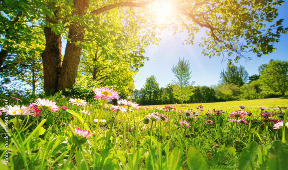 在阳光明媚的日子里，草地上开满了白色和粉色的春天雏菊。爱沙尼亚的自然景观。