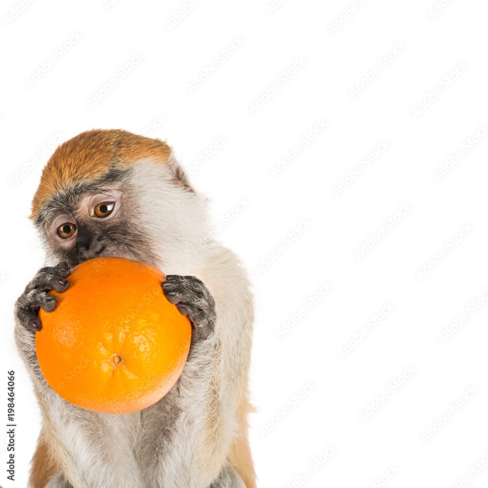 猴子近距离吃橘子