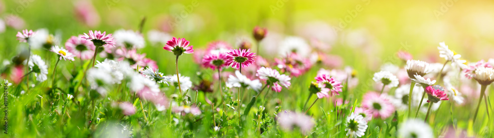 菊花盛开的绿色田野。地上粉色春花的特写