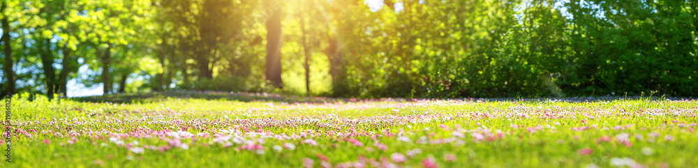 在阳光明媚的日子里，草地上开满了白色和粉色的春天雏菊