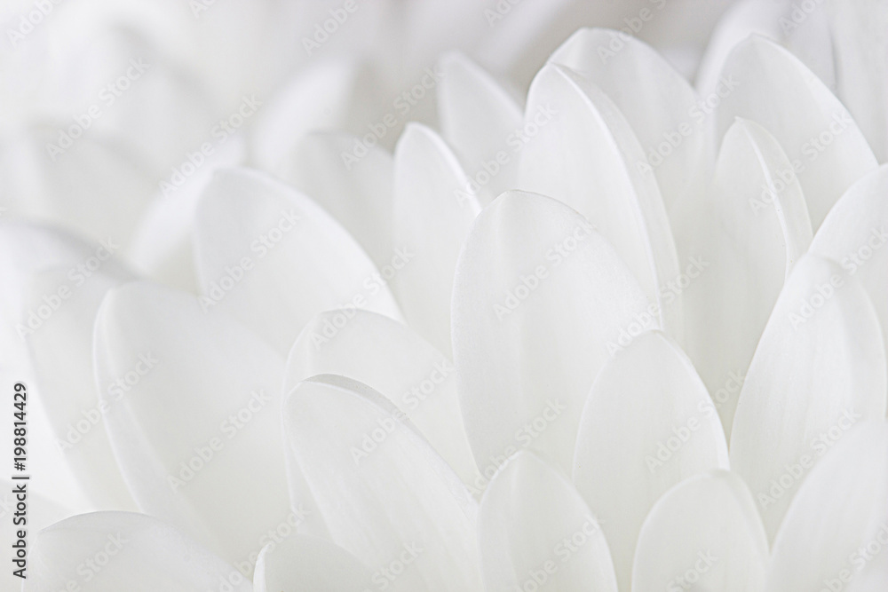 Petals of a white chrysanthemum close-up on a white background.