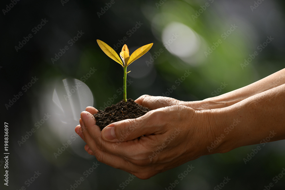 在自然背景下，手牵着手，关爱一株绿色的年轻植物