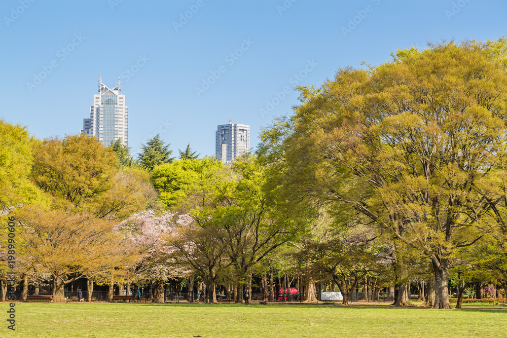 東京代々木公園のさくらと木