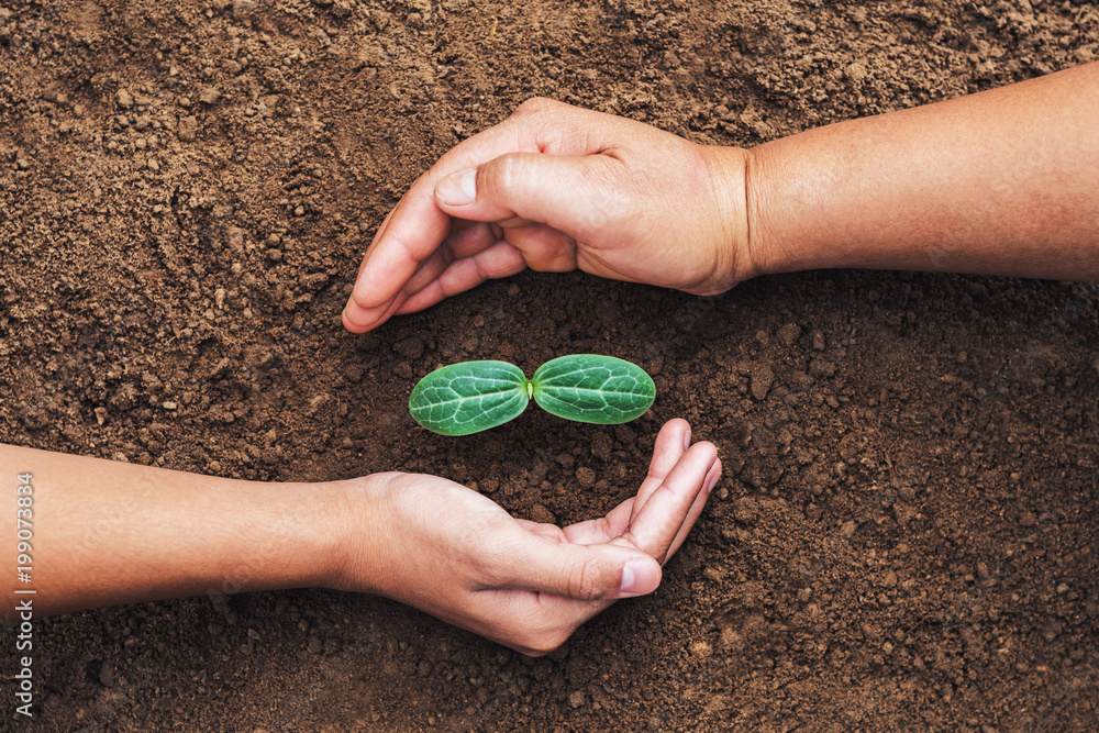 双手保护土壤中生长的绿色幼苗。概念生态