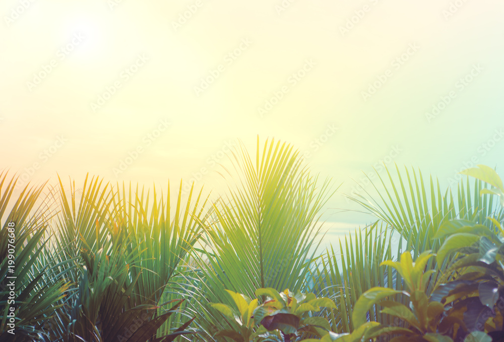 natural green palm leaves  and light of sun rising background