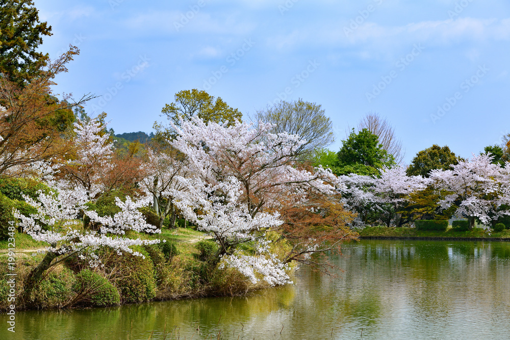 庭湖の池と桜