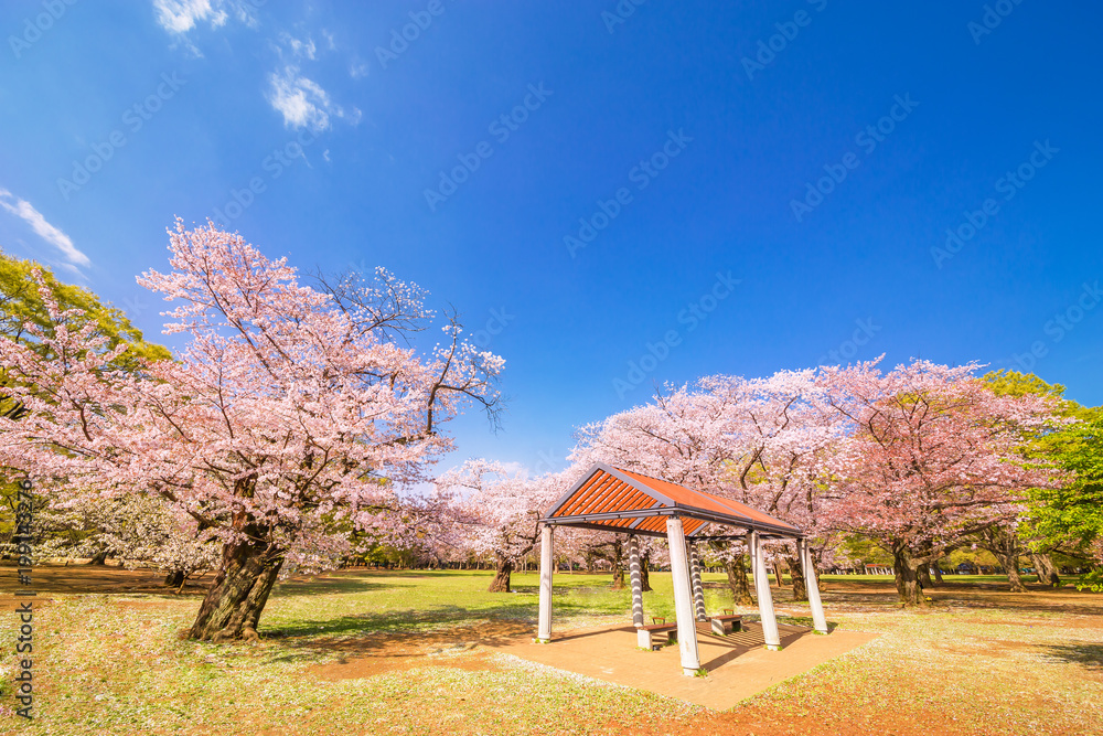 東京代々木公園の桜と木
