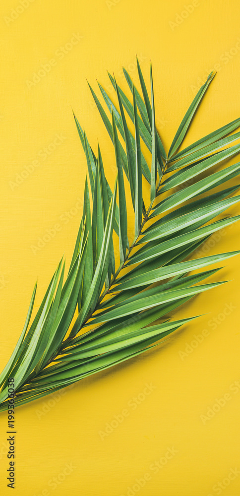 黄色背景上的绿色棕榈枝，俯视图，构图狭窄。暑假或旅行