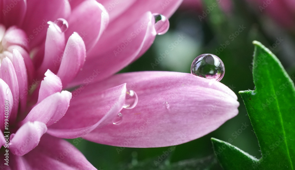 春夏自然中粉色菊花花瓣上透明美丽的水滴