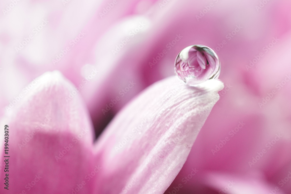 粉色菊花花瓣上美丽的大水滴，带着夏春的倒影