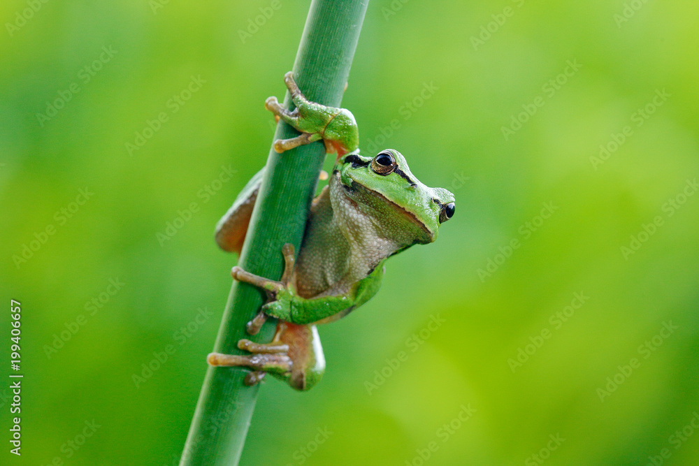 欧洲树蛙，树蛙，坐在绿色背景的稻草上。漂亮的绿色放大器