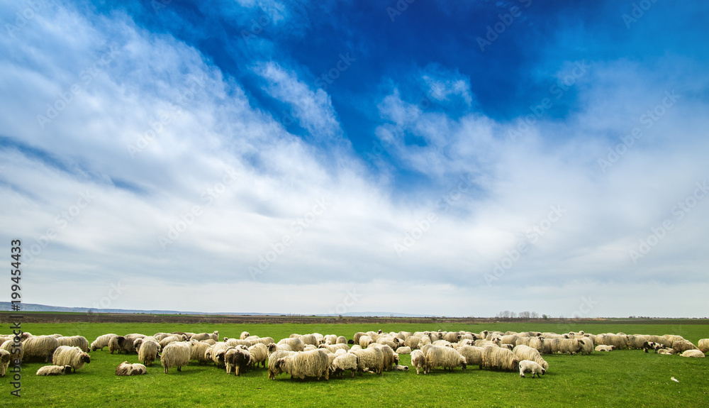 阳光明媚的日子里，草地上有大群羊。广角拍摄，天空中有朵云。