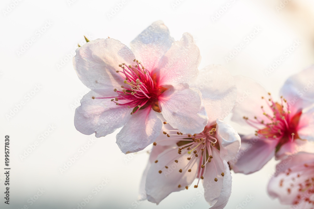 春天的粉红色桃花