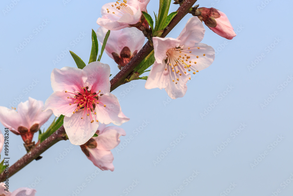 春天的粉红色桃花