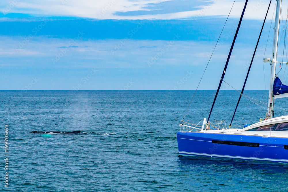双体船和鲸鱼，美国马萨诸塞州科德角