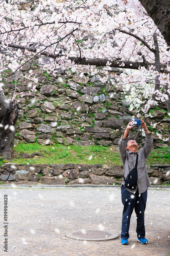 男子用智能手机拍摄日本春季公园樱花