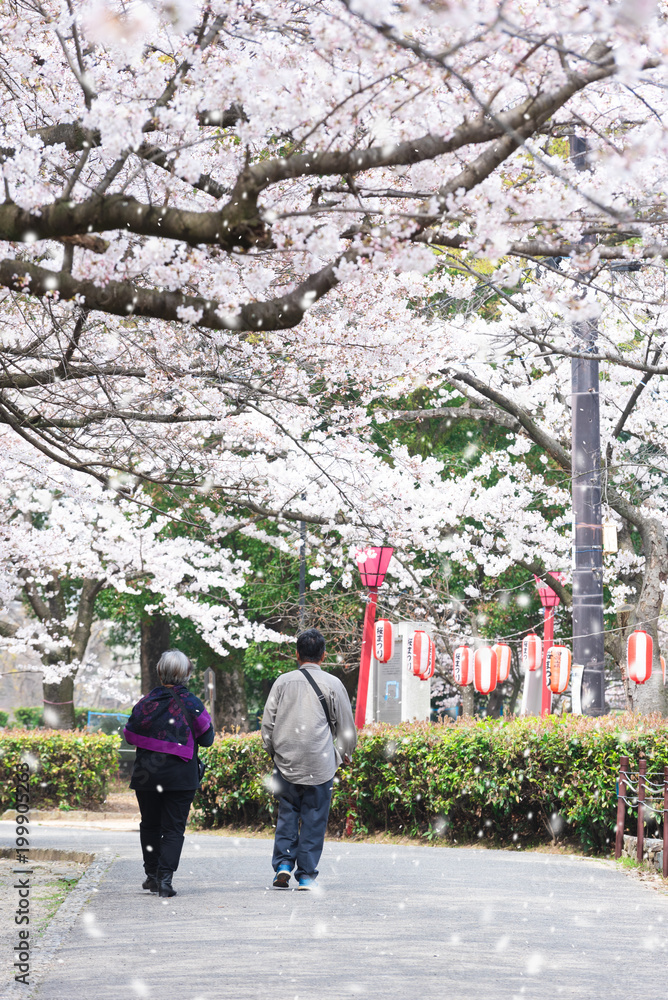 花见或樱花节樱花季节，一对老年夫妇在公园散步