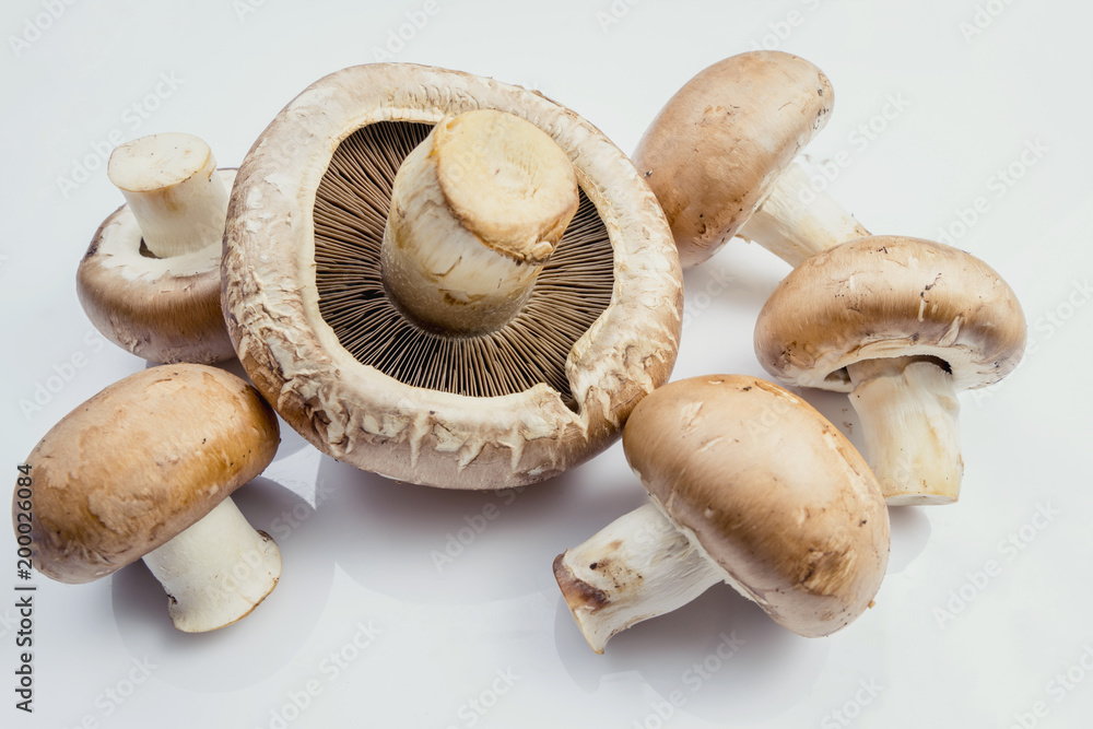 白色背景上的一组新鲜的棕色波塔贝洛蘑菇。