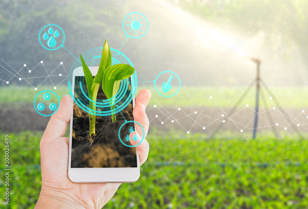 利用现代农业数字技术在手机上种植玉米幼苗