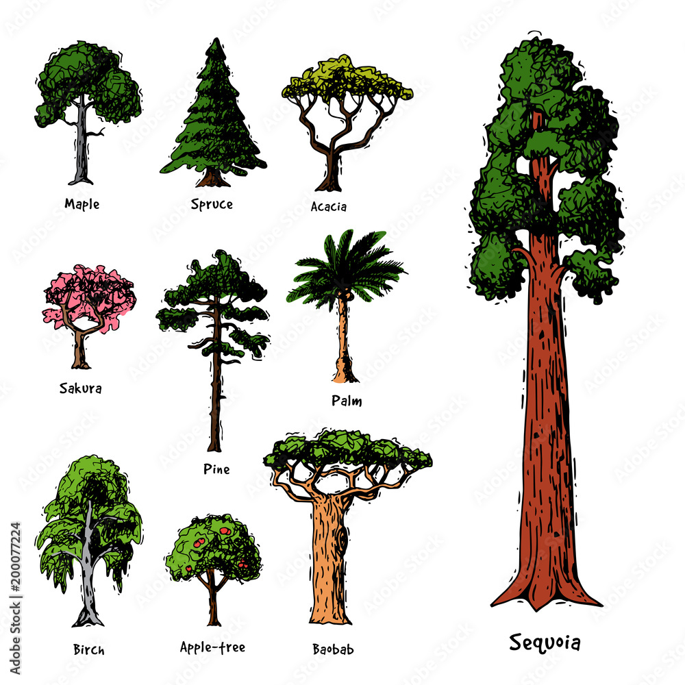 树木类型矢量绿色森林松树树梢桦树、雪松和阿拉伯树胶或逼真的花丝