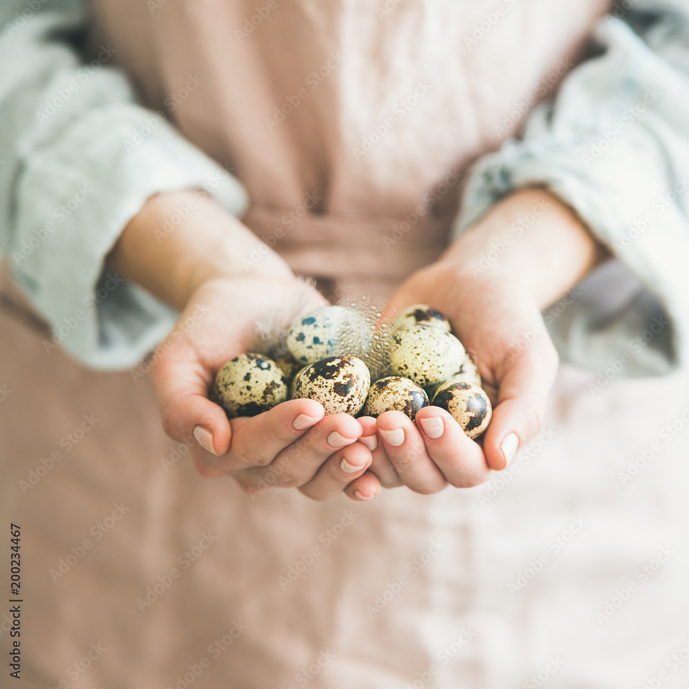 女性手中的天然彩色鹌鹑蛋，羽毛，方形，选择性聚焦。新鲜本地