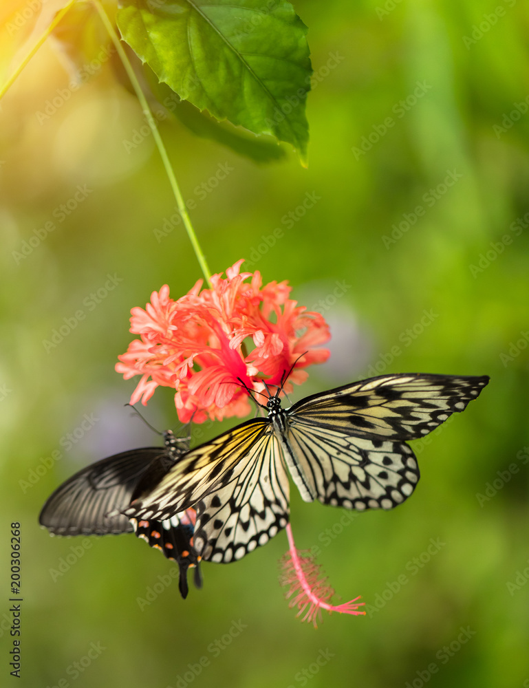 Beautiful butterfly Paper Kite, Idea leuconoe in tropical forest
